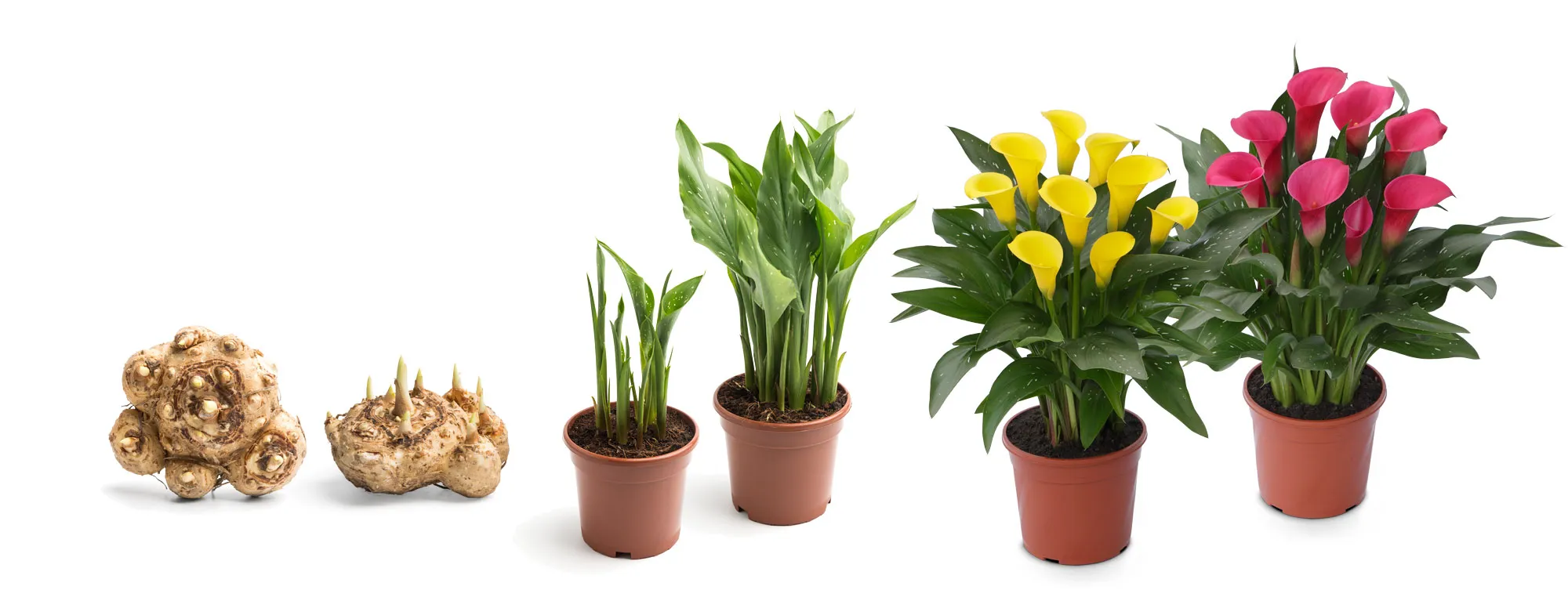 Waar komen calla’s vandaan? Een botanische ontdekkingstocht