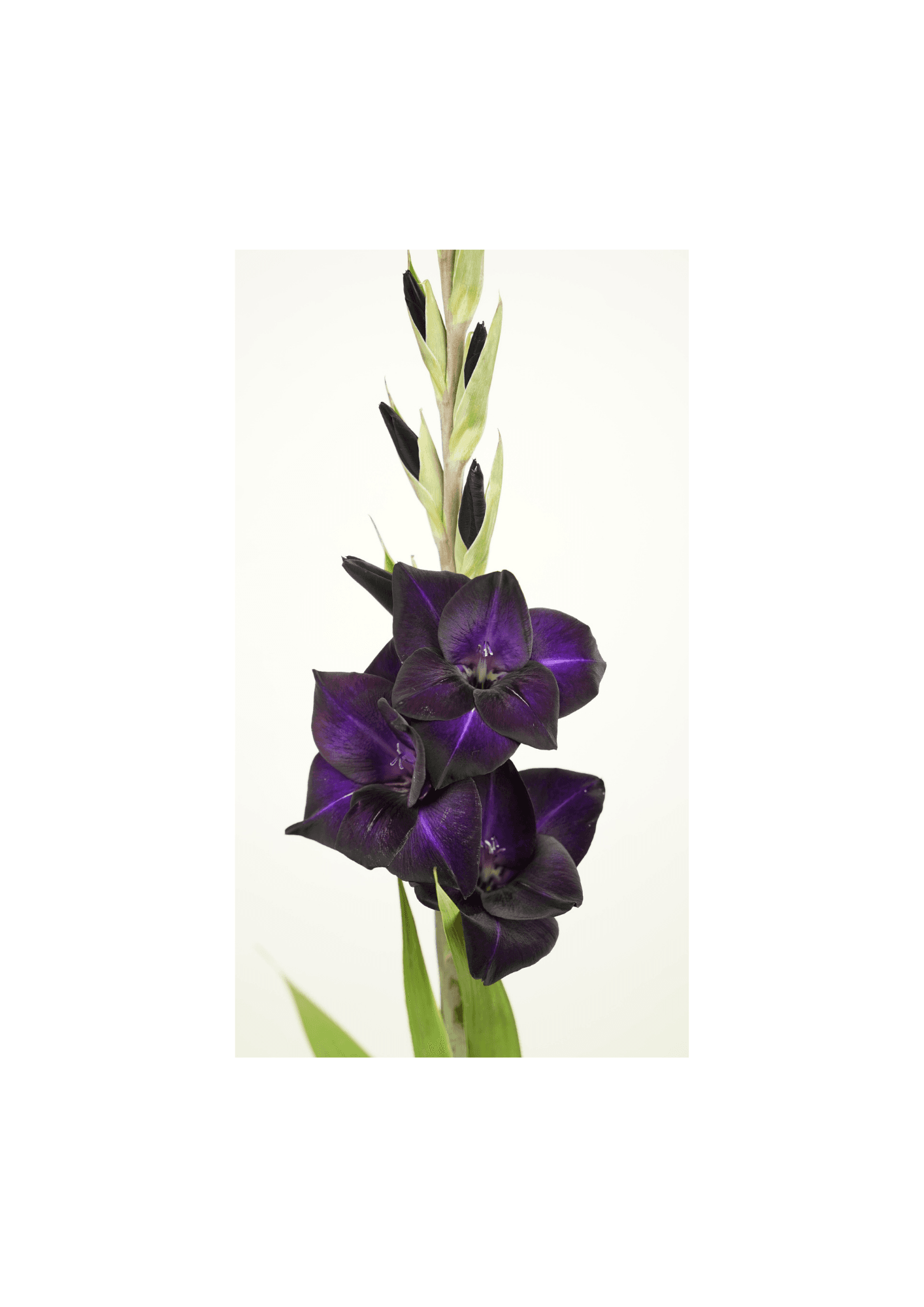 Black Sabbath (12.209.05) Prisma Gladiolus Gladiolus