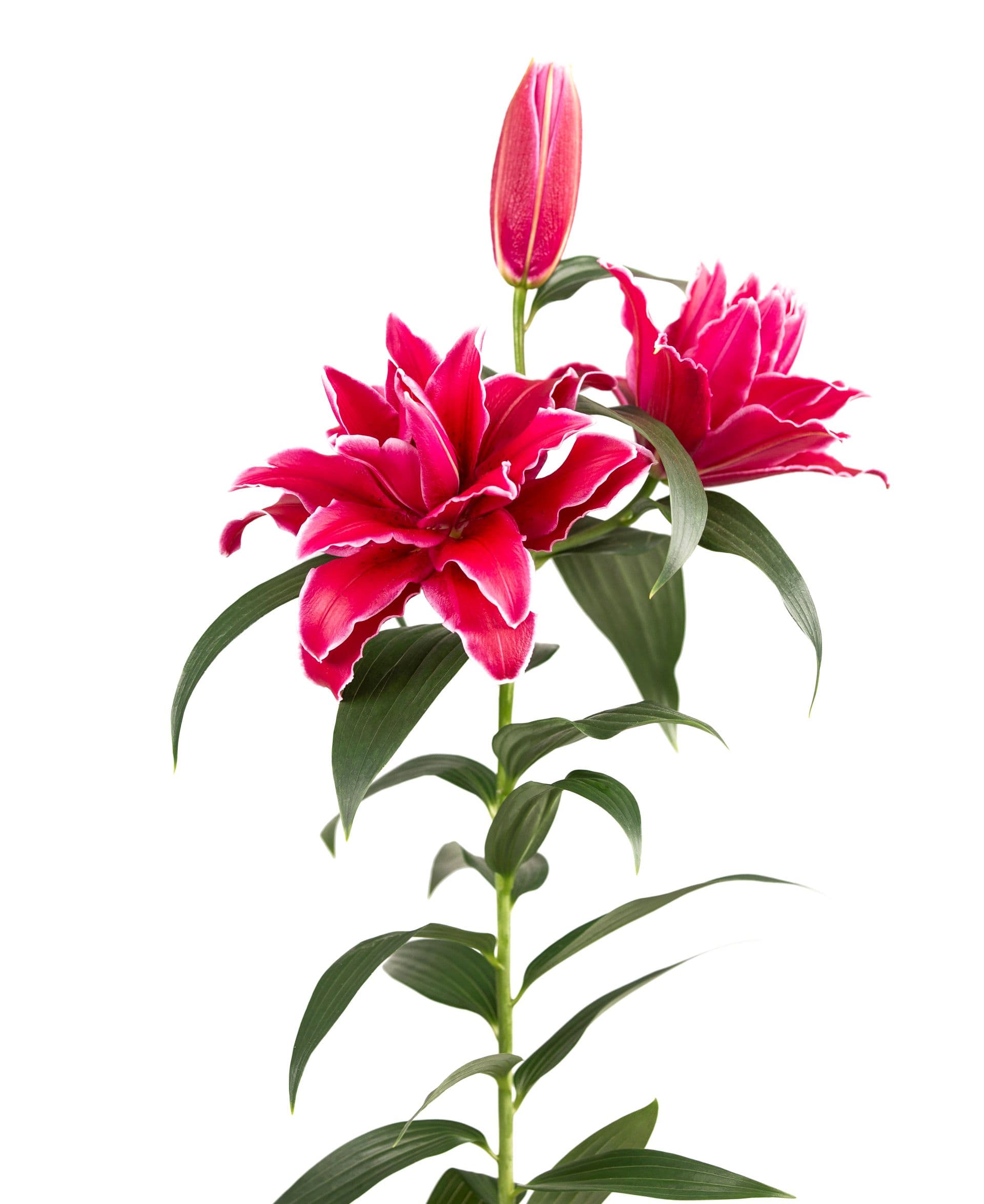 RL Estella Roselily Lilium