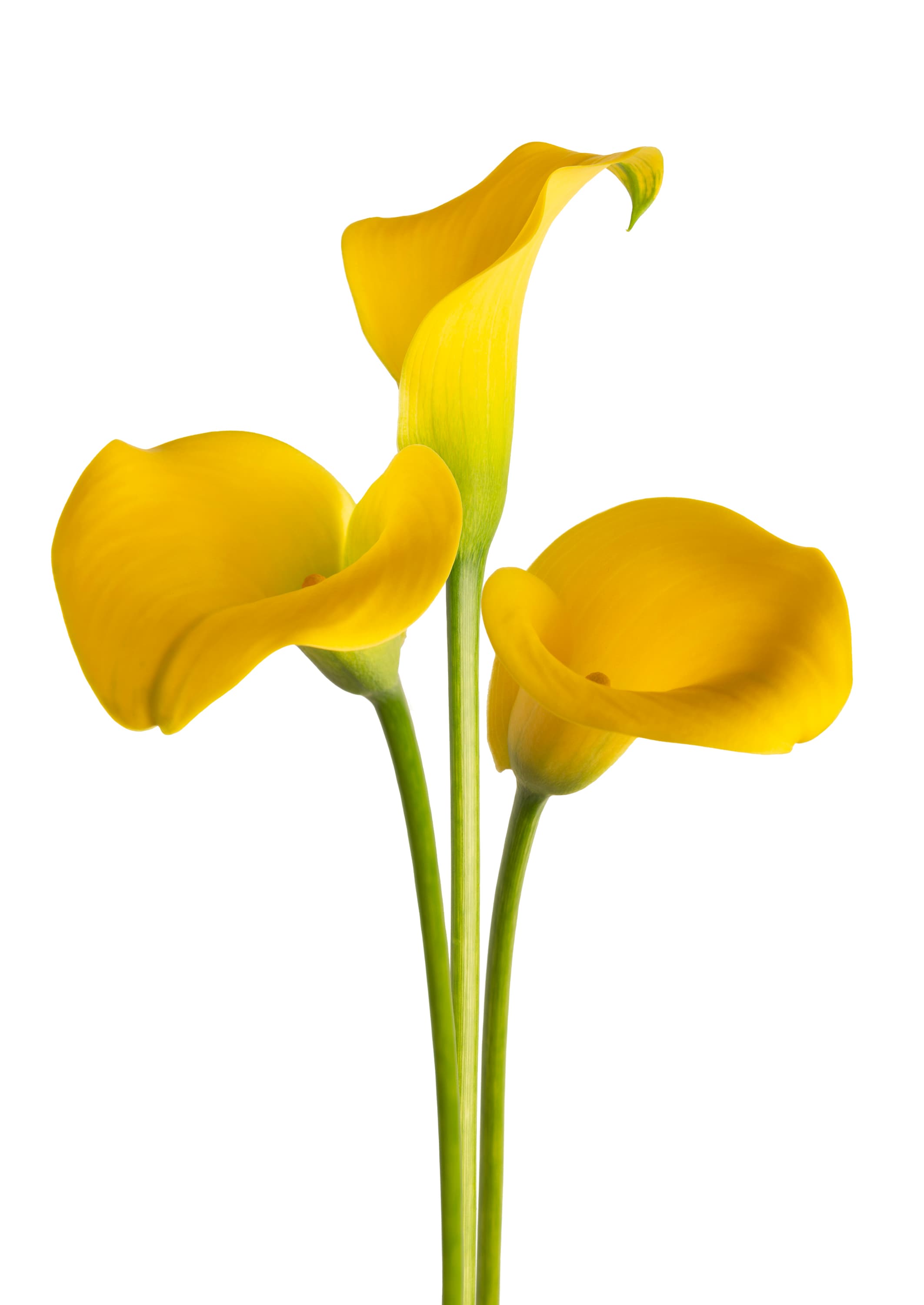 Gold Label Zantedeschia
