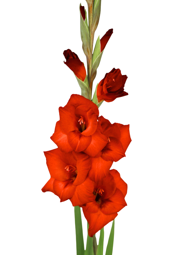 Costello Gladiolus
