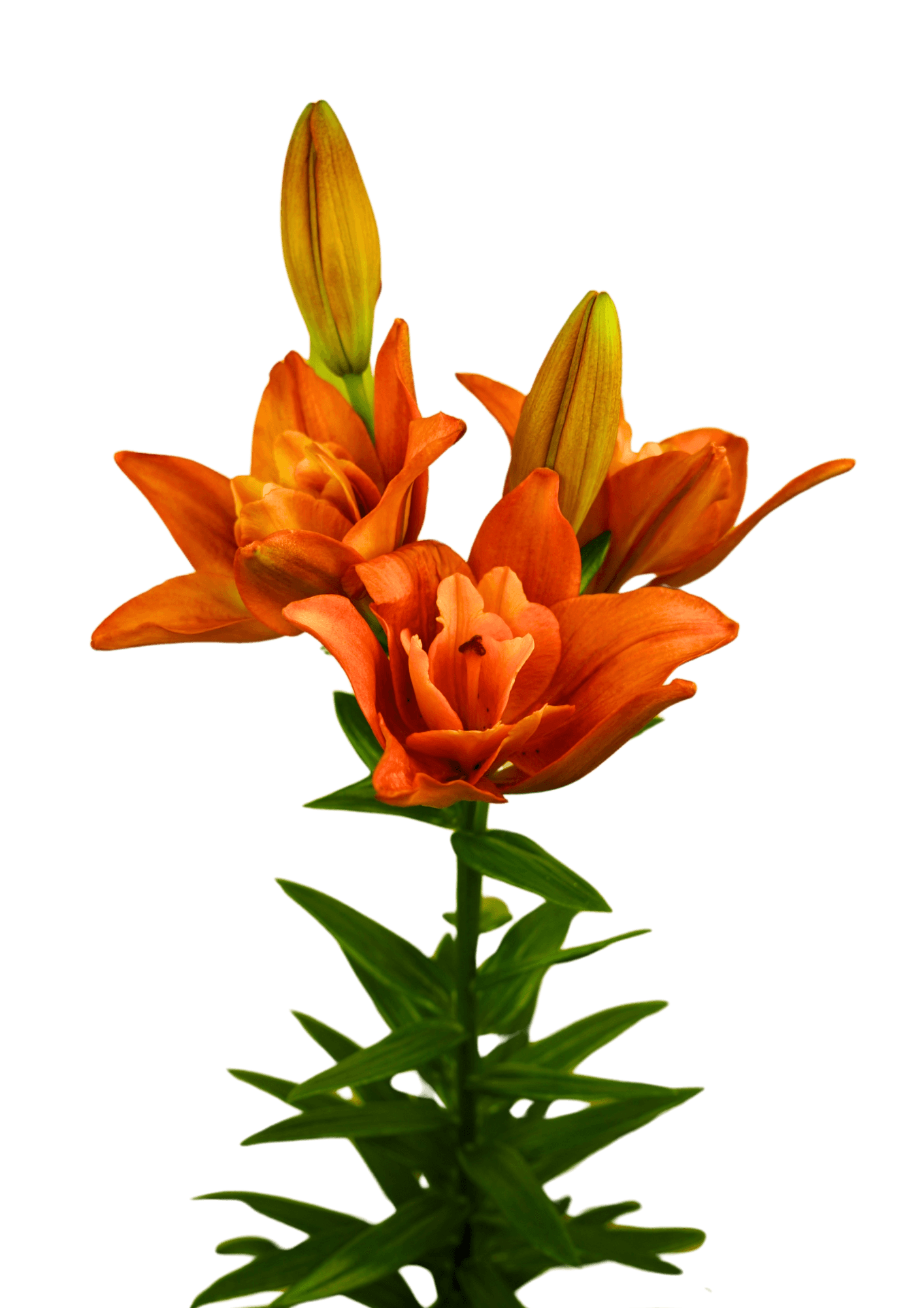 Twinflame Atlantis Twin Flame Lilium