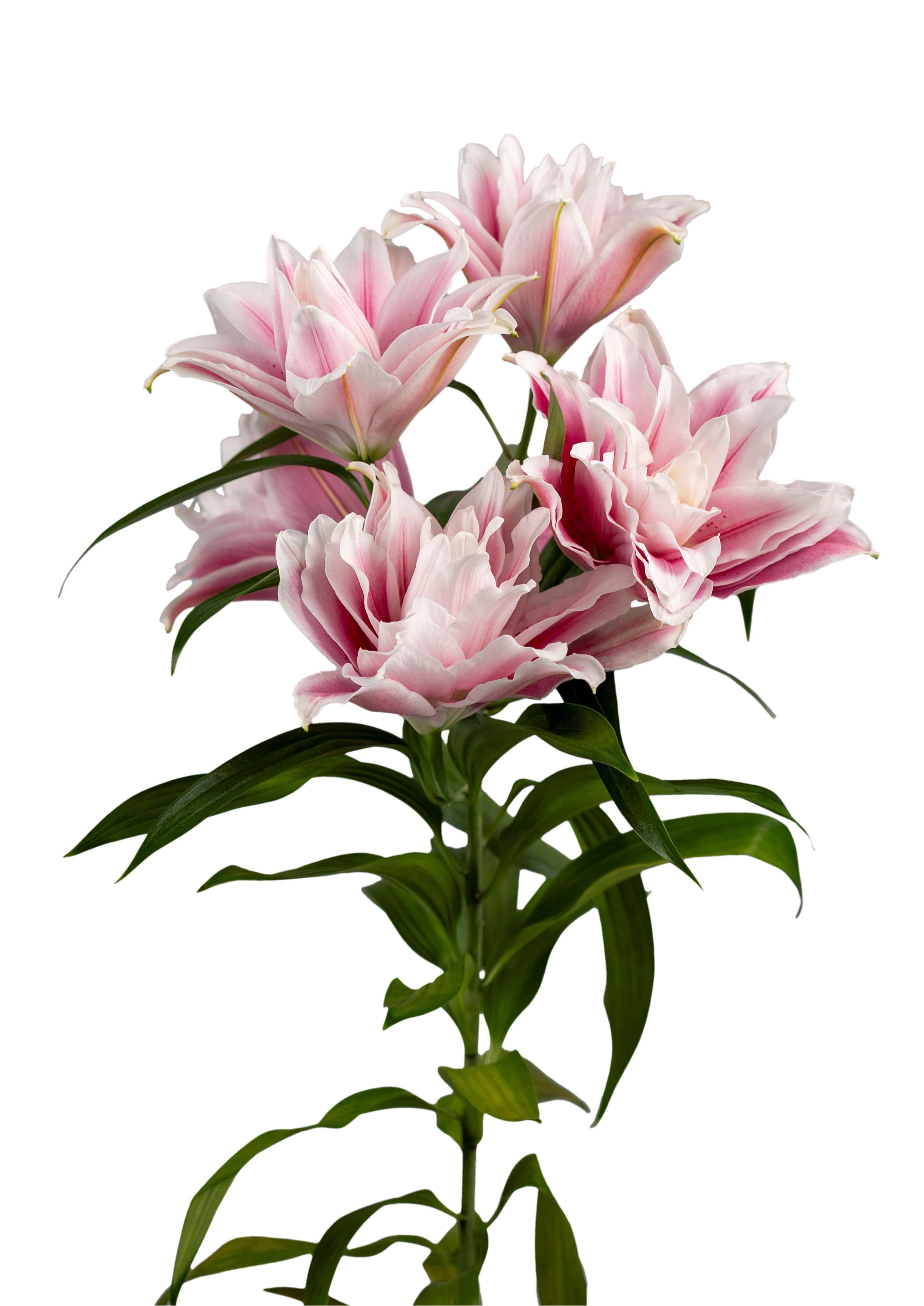RL Safyra Roselily Lilium