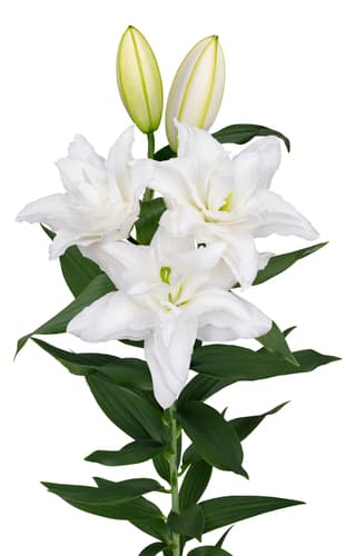RL Delmara Roselily Lilium