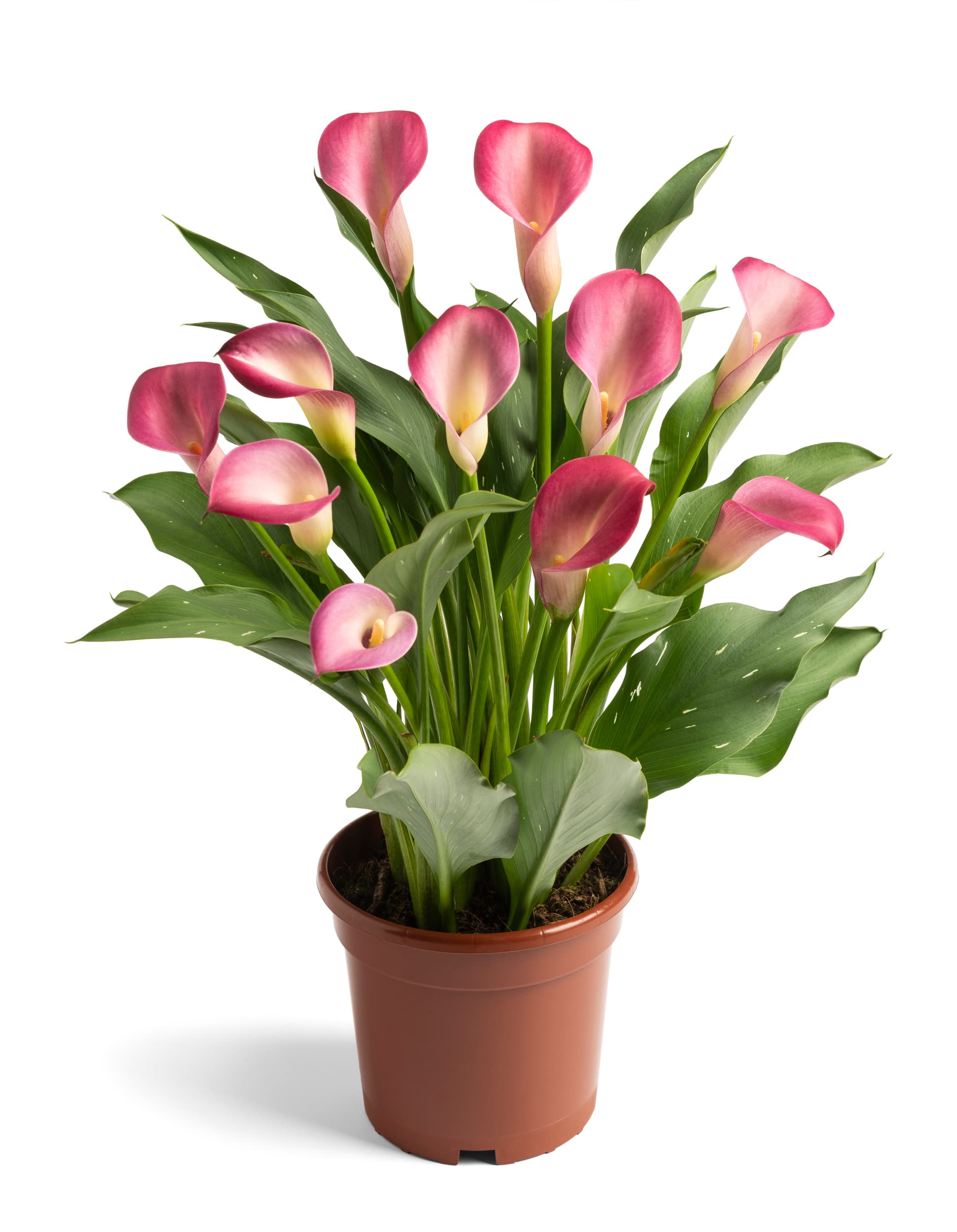 Pink Puppy Zantedeschia