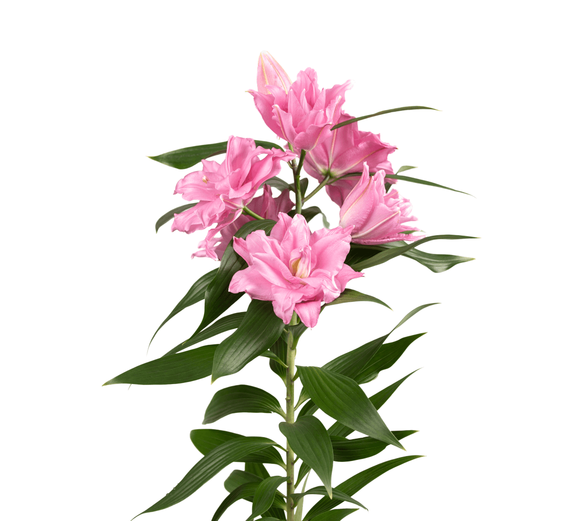 RL Titia Roselily Lilium