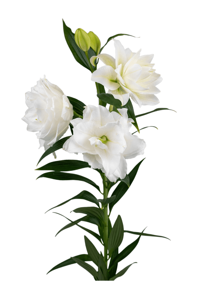 RL Adora Roselily Lilium