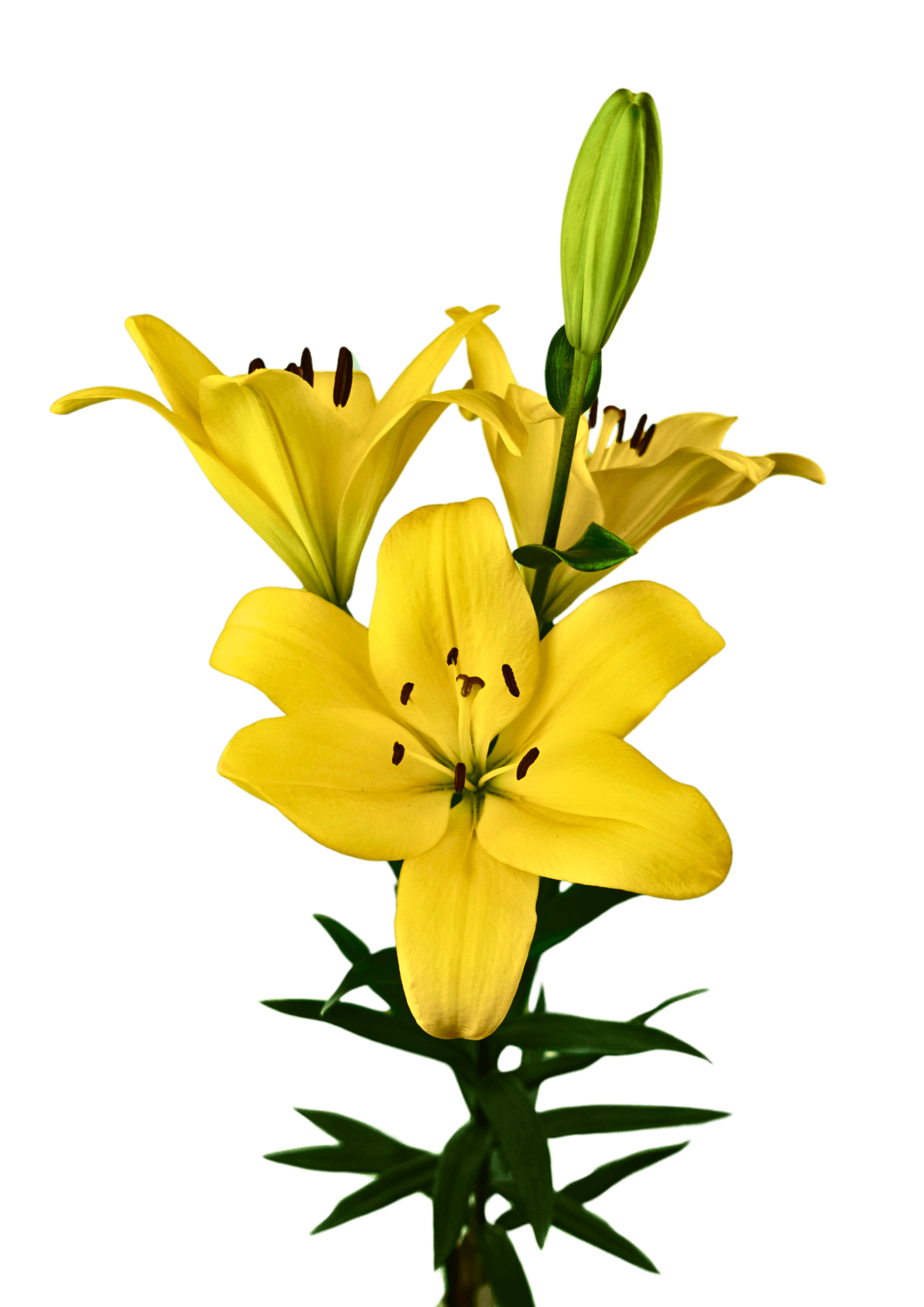 Golden Pass Lilium