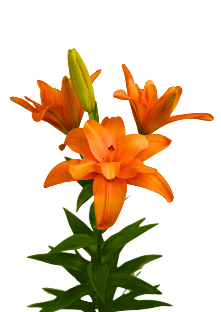 Twinflame Stella Twin Flame Lilium