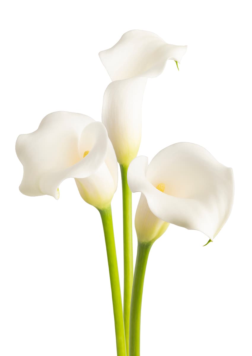 Whitehorse Zantedeschia