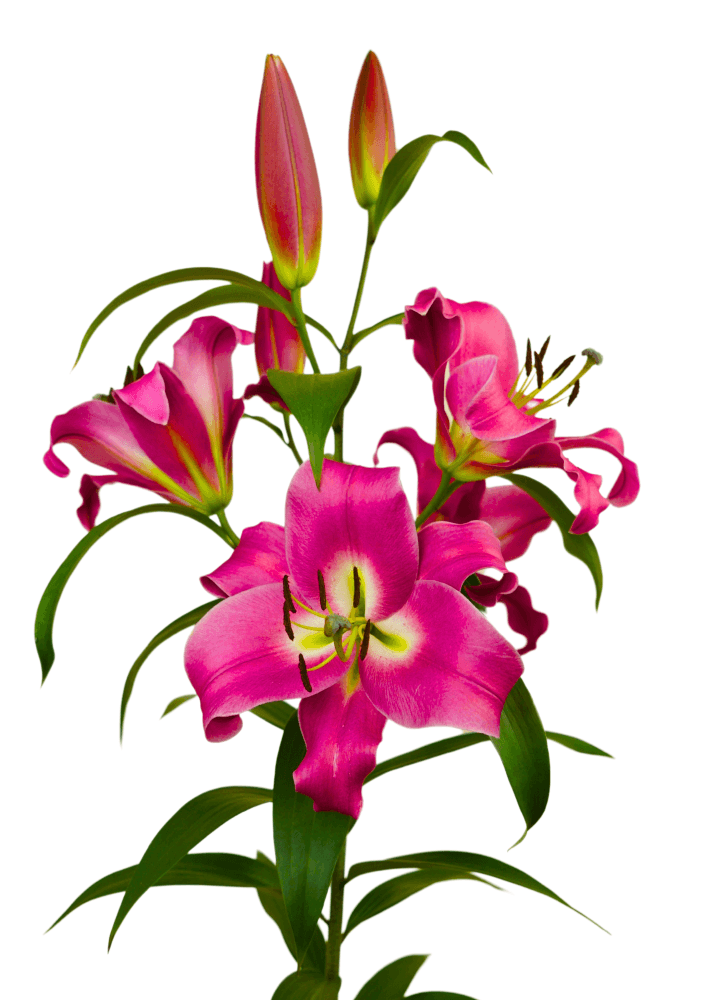 Pinnacle Lilium