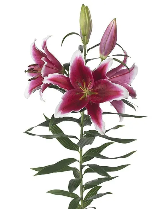 King Solomon Lilium