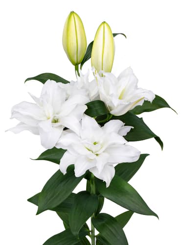 RL Ulrika Roselily Lilium