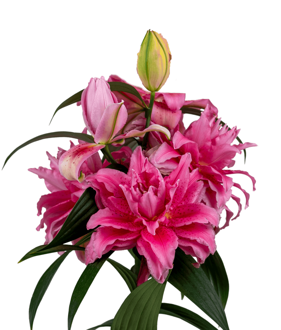 Berkeley Roselily Lilium