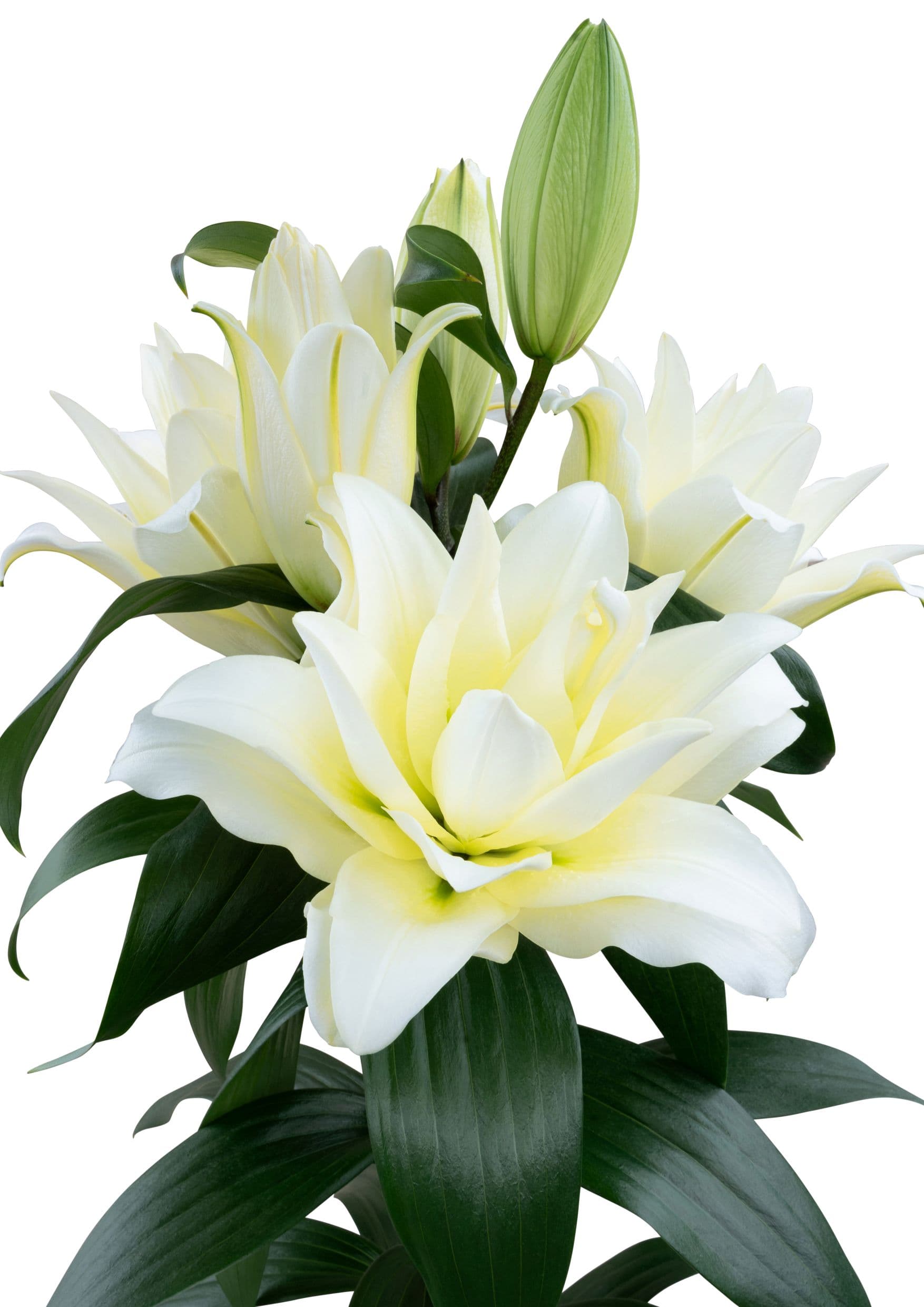 SL Ludo Starlily Lilium