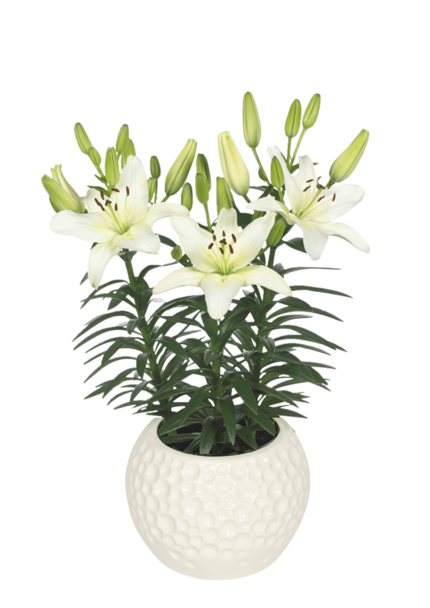 Sparkling Joy Lilium