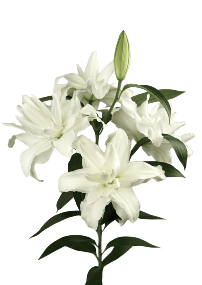 RL Xanta Roselily Lilium