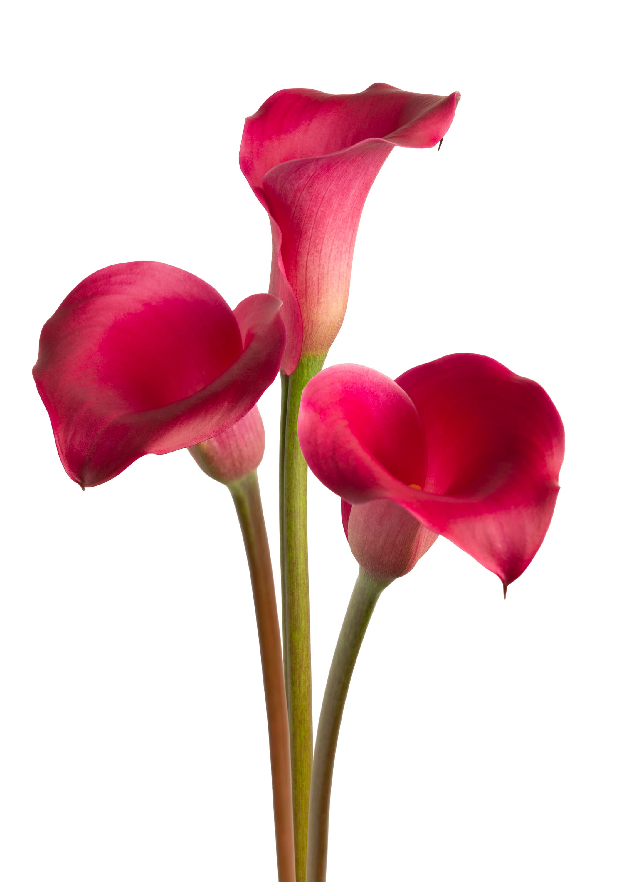 Pink Harmony Zantedeschia