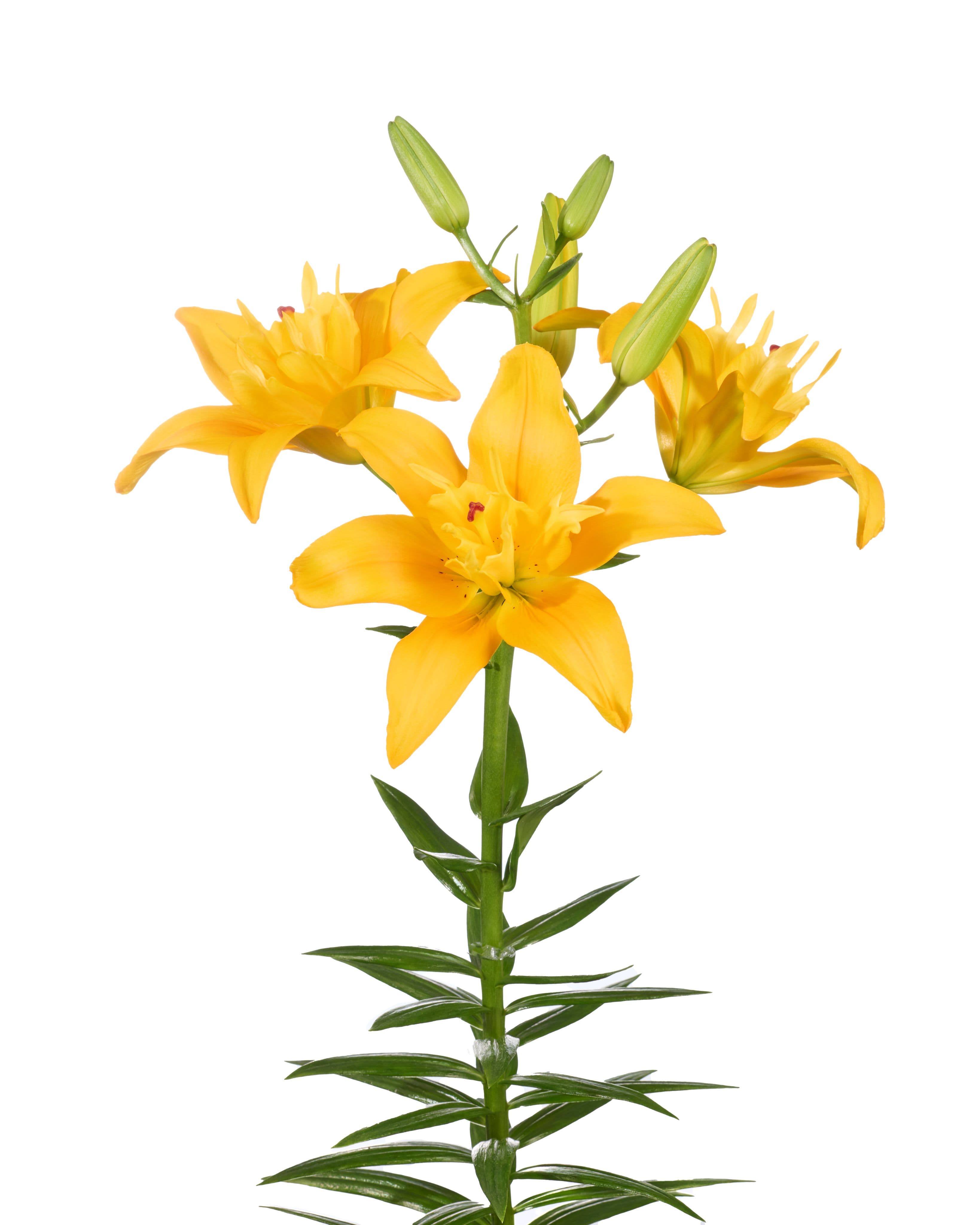Twinflame Spring Lilium