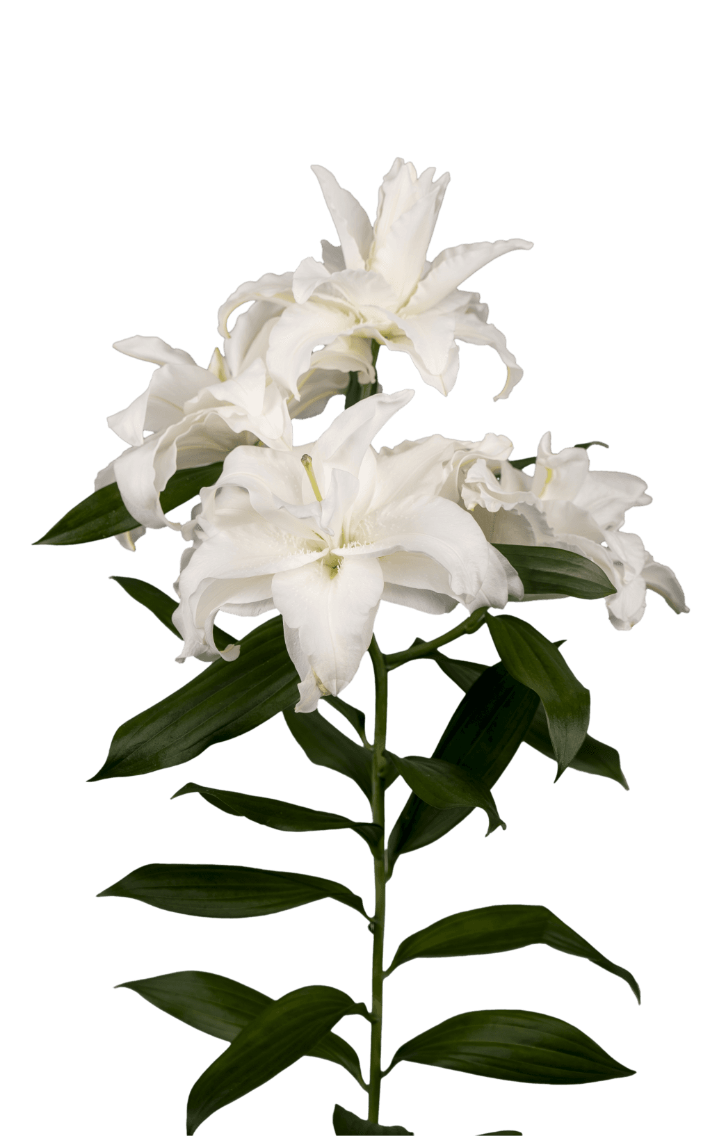 RL Cyrilla Roselily Lilium