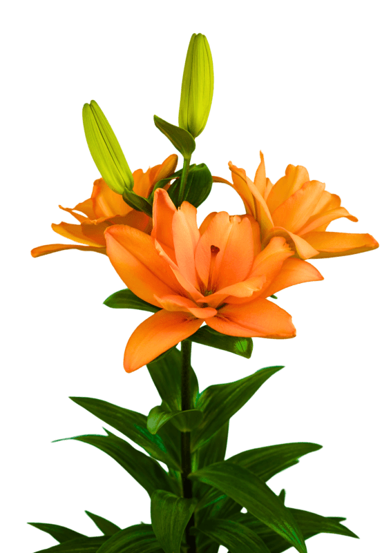 Twinflame Flyball Lilium