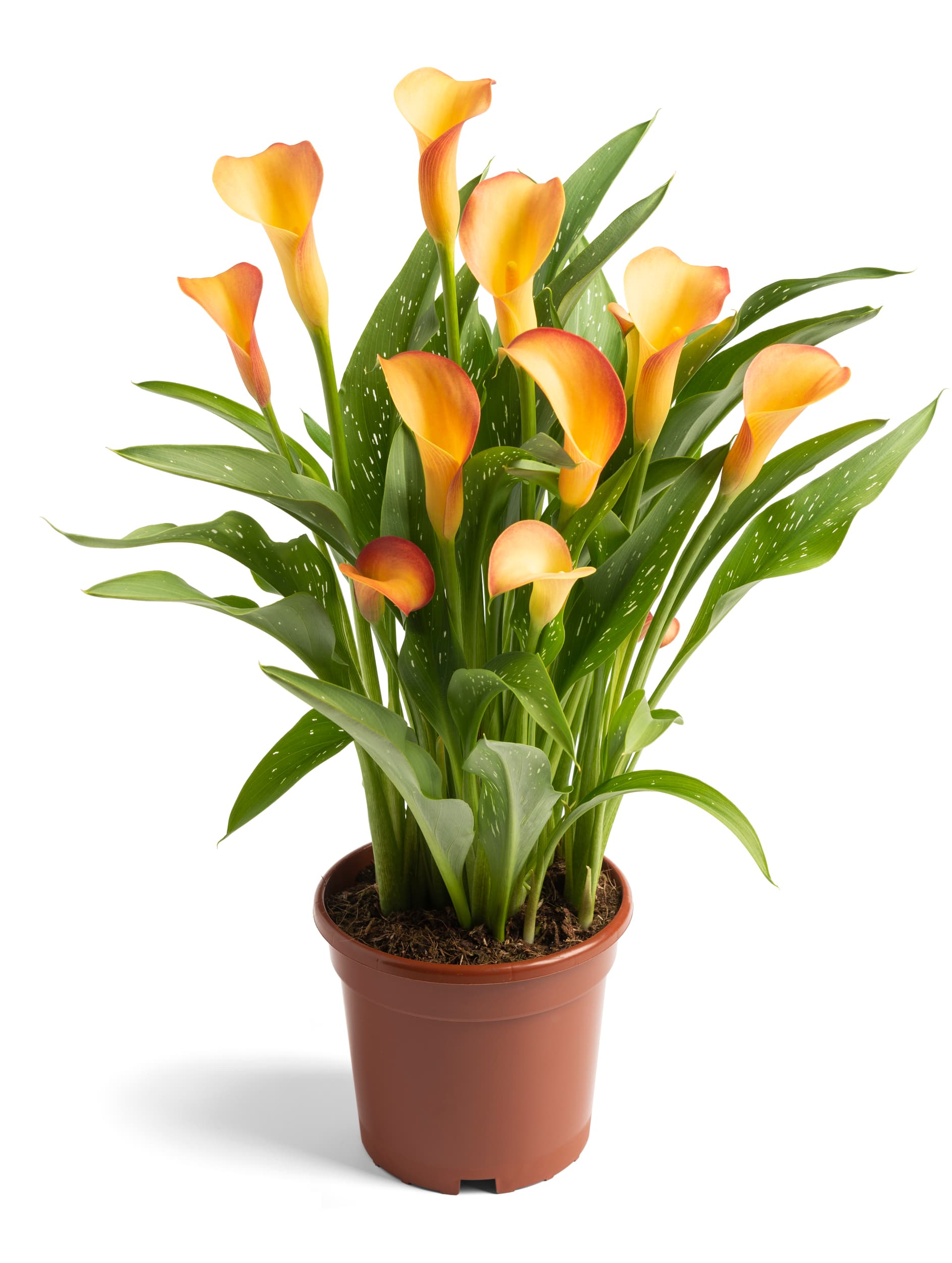 Orange Blend Zantedeschia