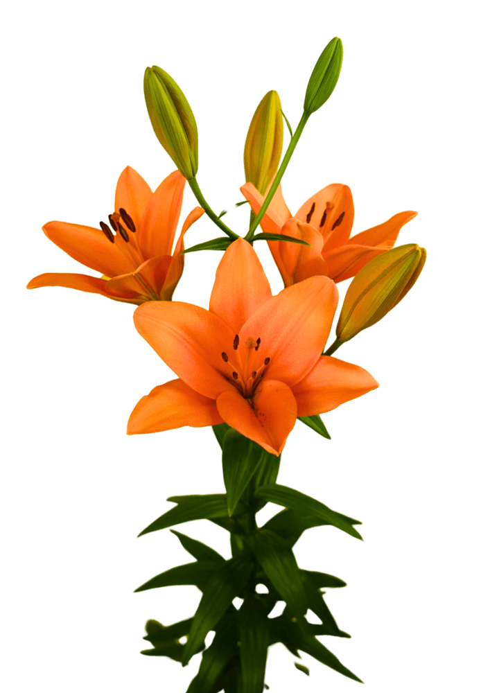 Marisol Lilium
