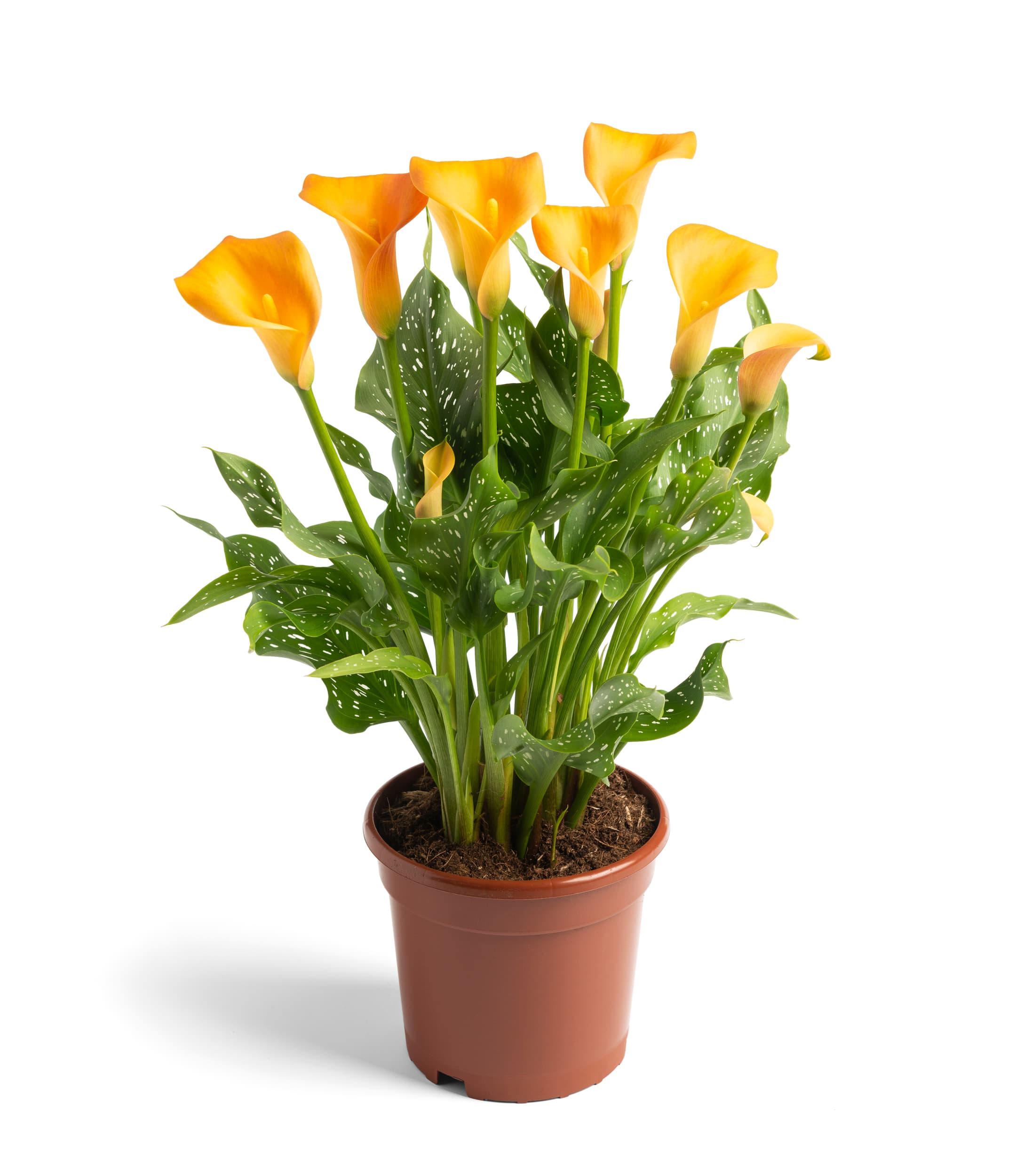 Orange Art Zantedeschia