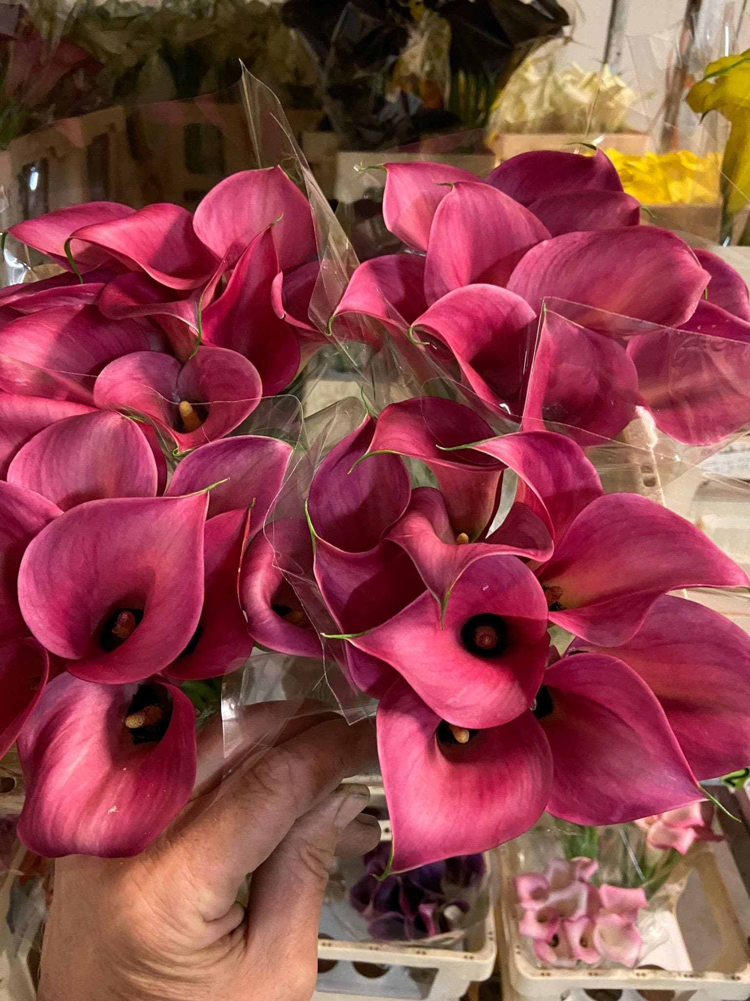 Luxury Zantedeschia