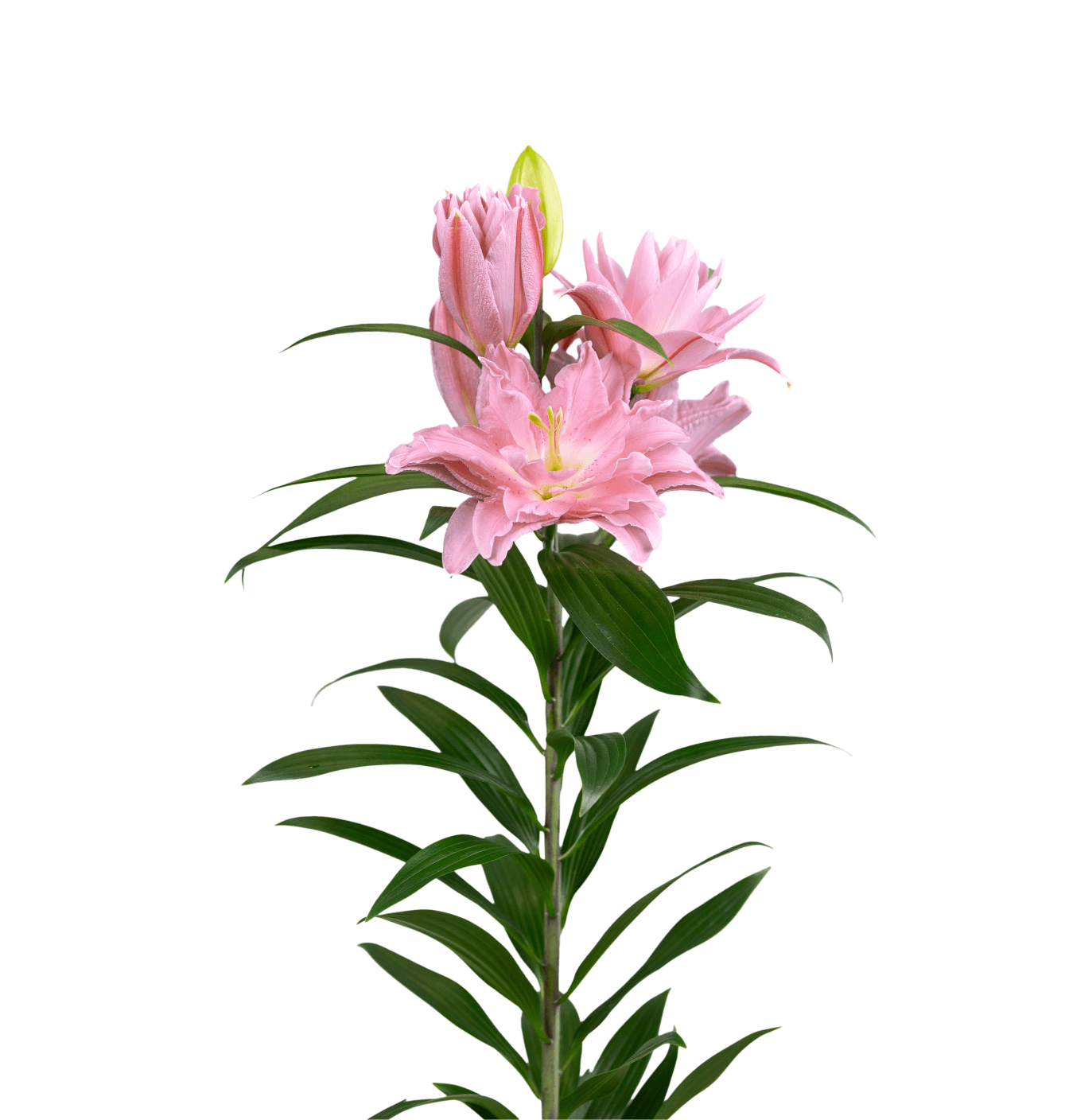 RL Sherida Roselily Lilium