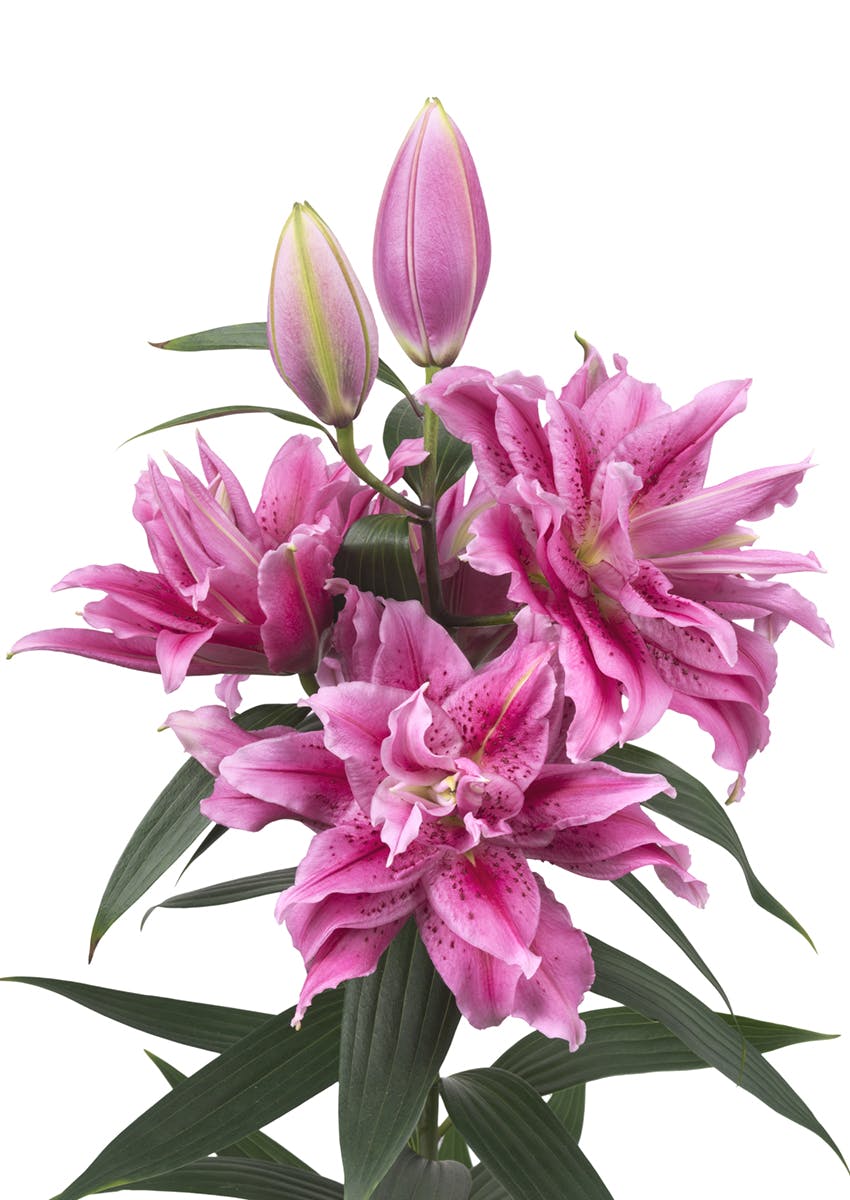 Roselily Thalissa Roselily Roselily Lilium