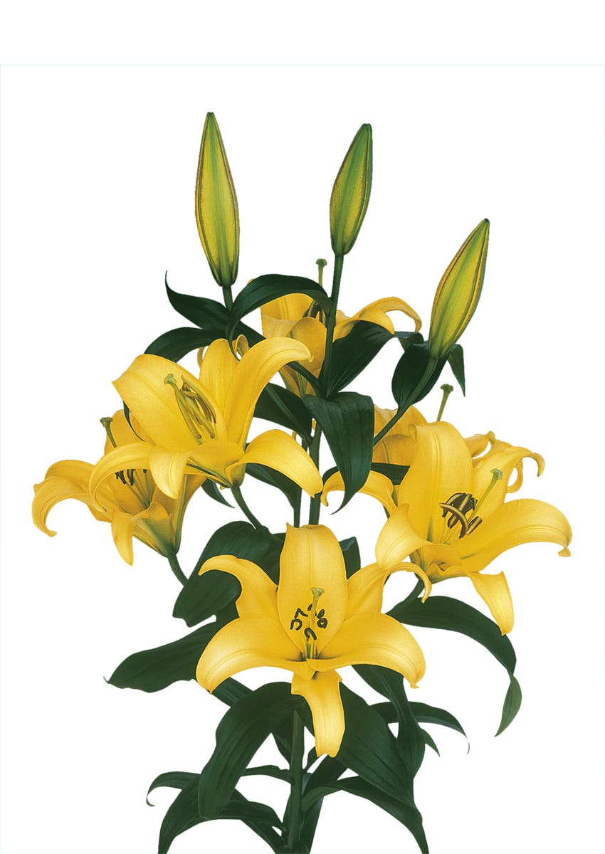 Yelloween Lilium