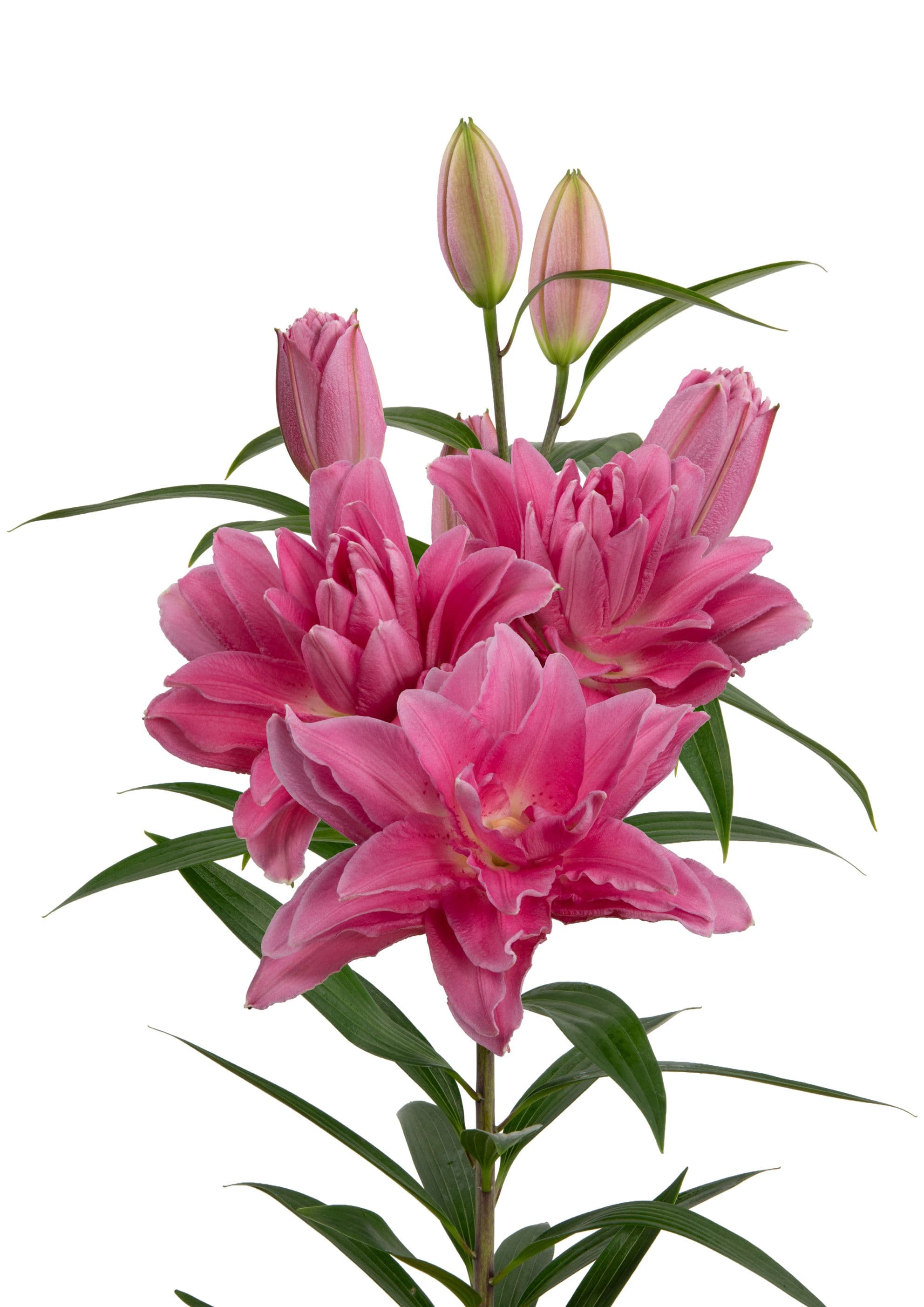 RL Sherida Roselily Lilium