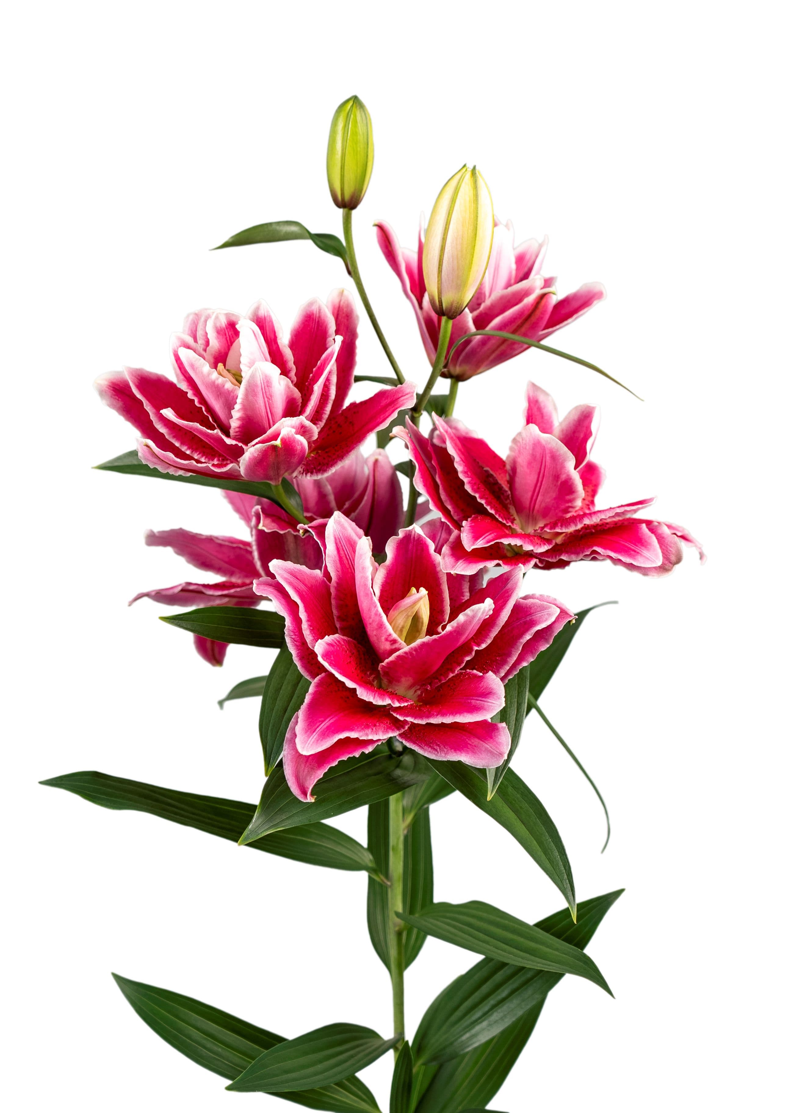 RL Rachida Roselily Lilium