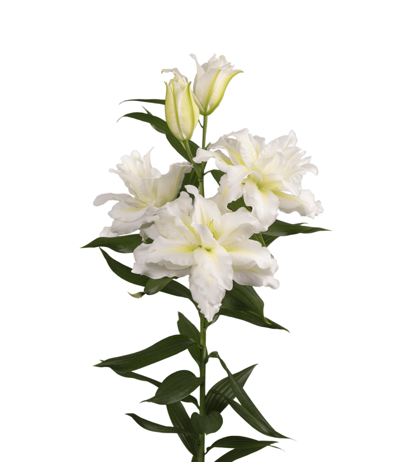 RL Amadea Roselily Lilium