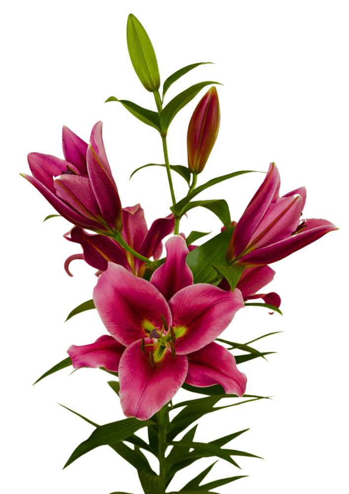 Strong Love Lilium