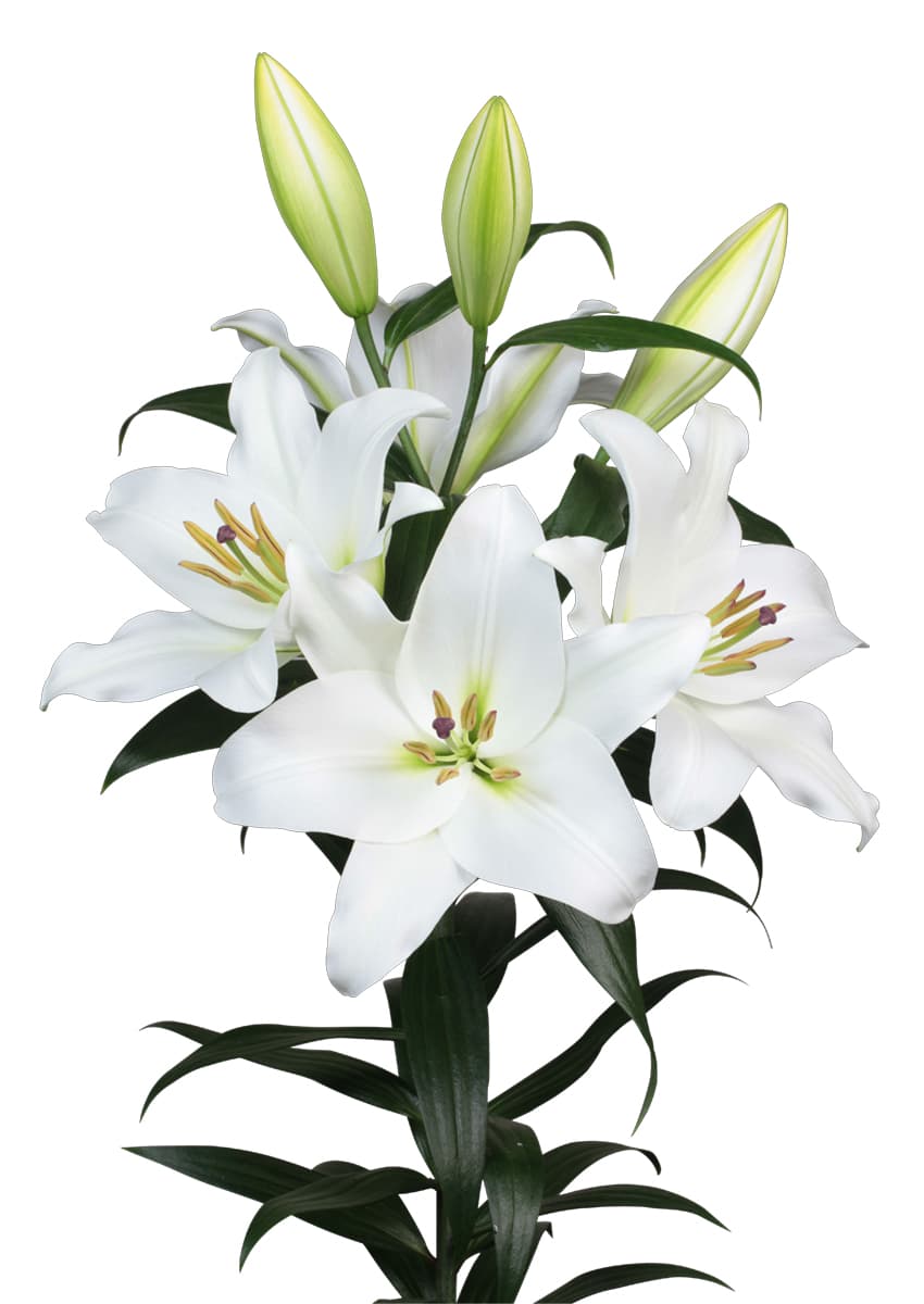 Le Pristine Lilium