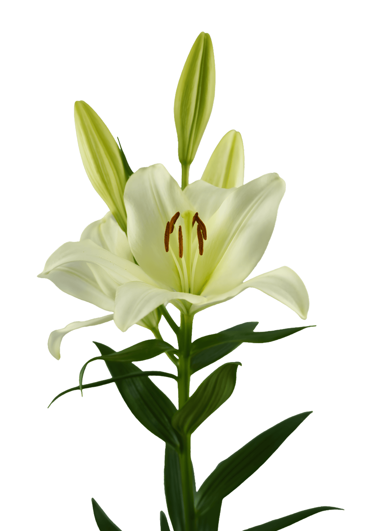 Erinome Lilium