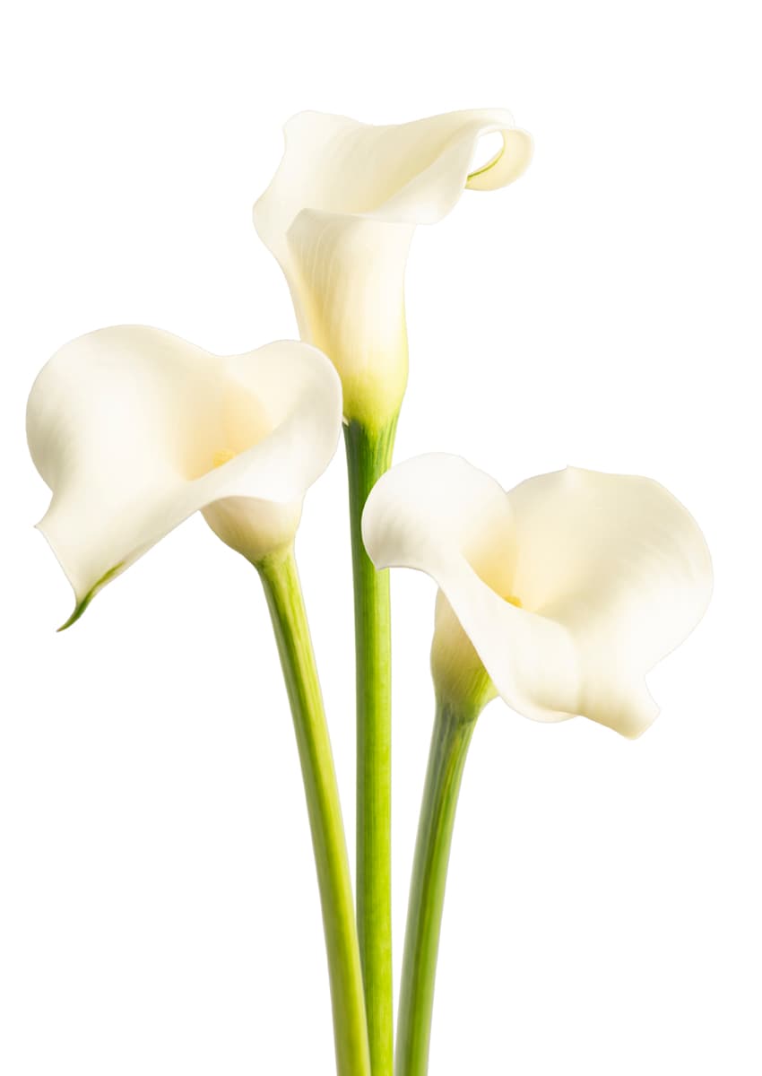 White Flirt Zantedeschia