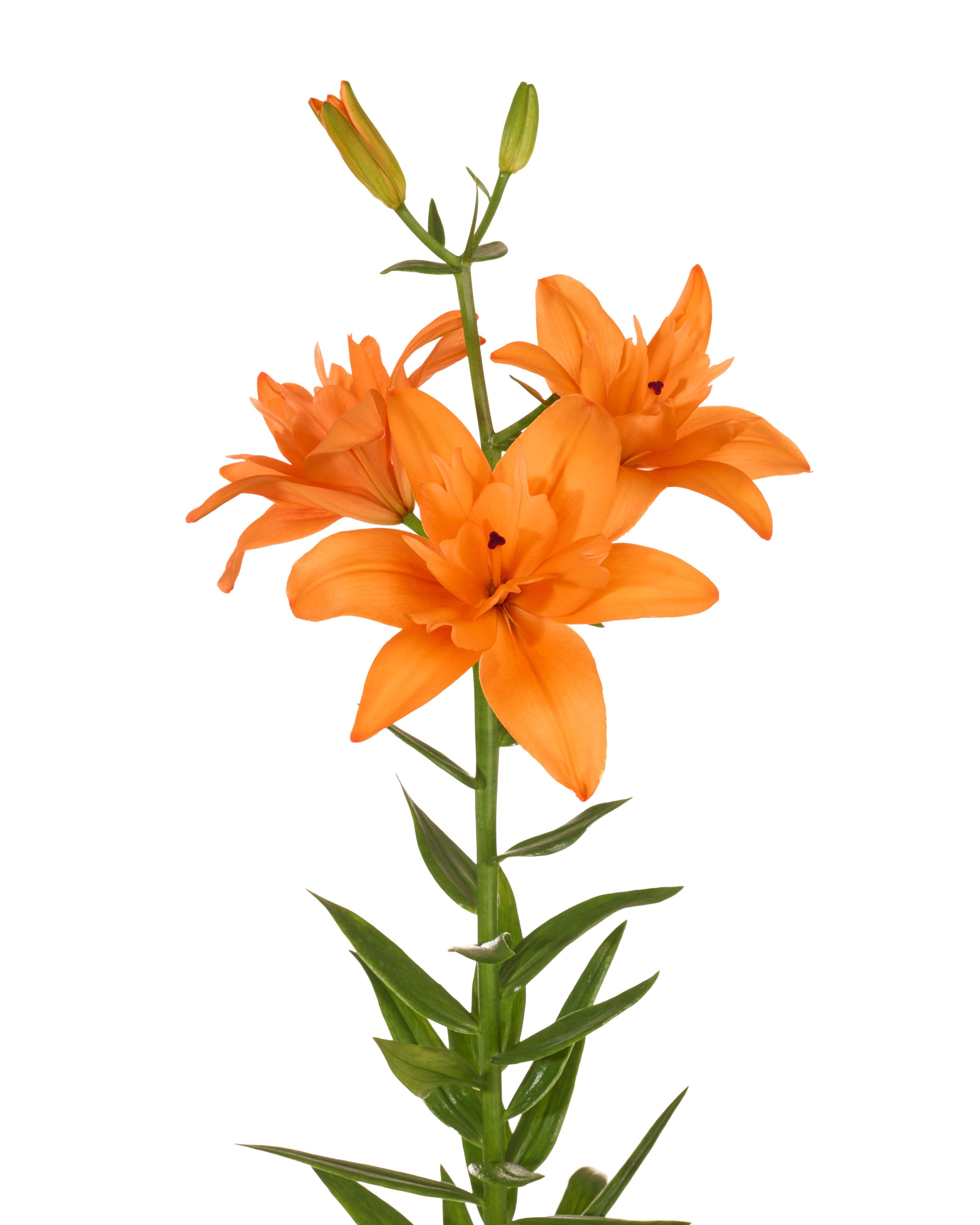 Twinflame Angel Twin Flame Lilium