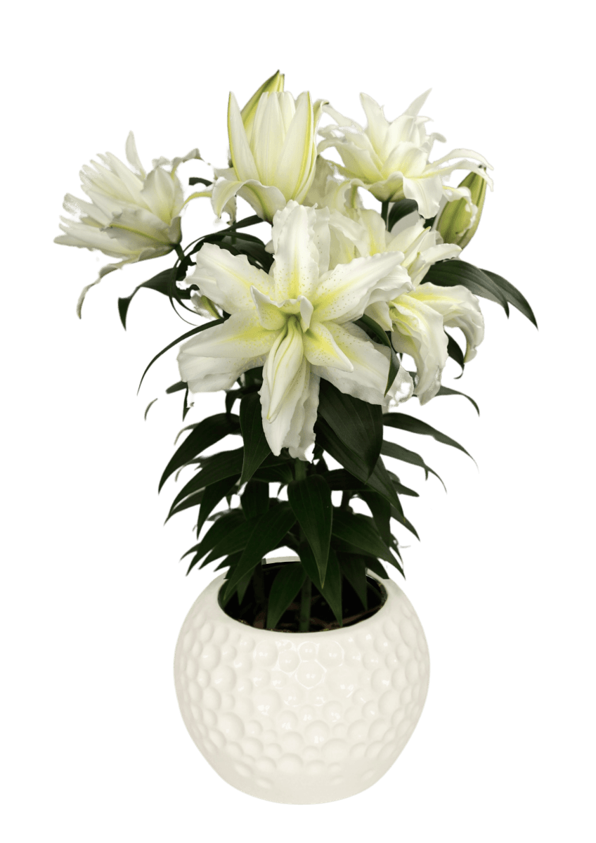 RL Jada Roselily Lilium