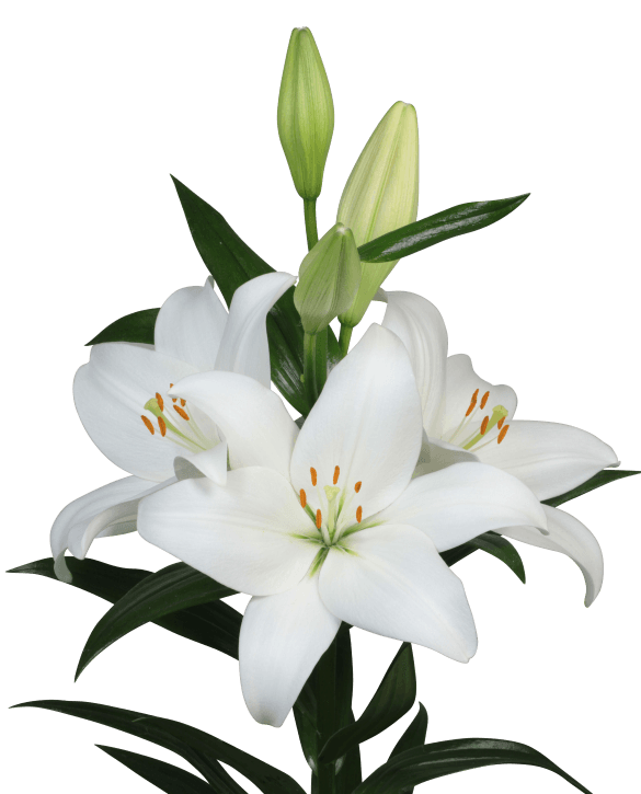 Asti Lilium