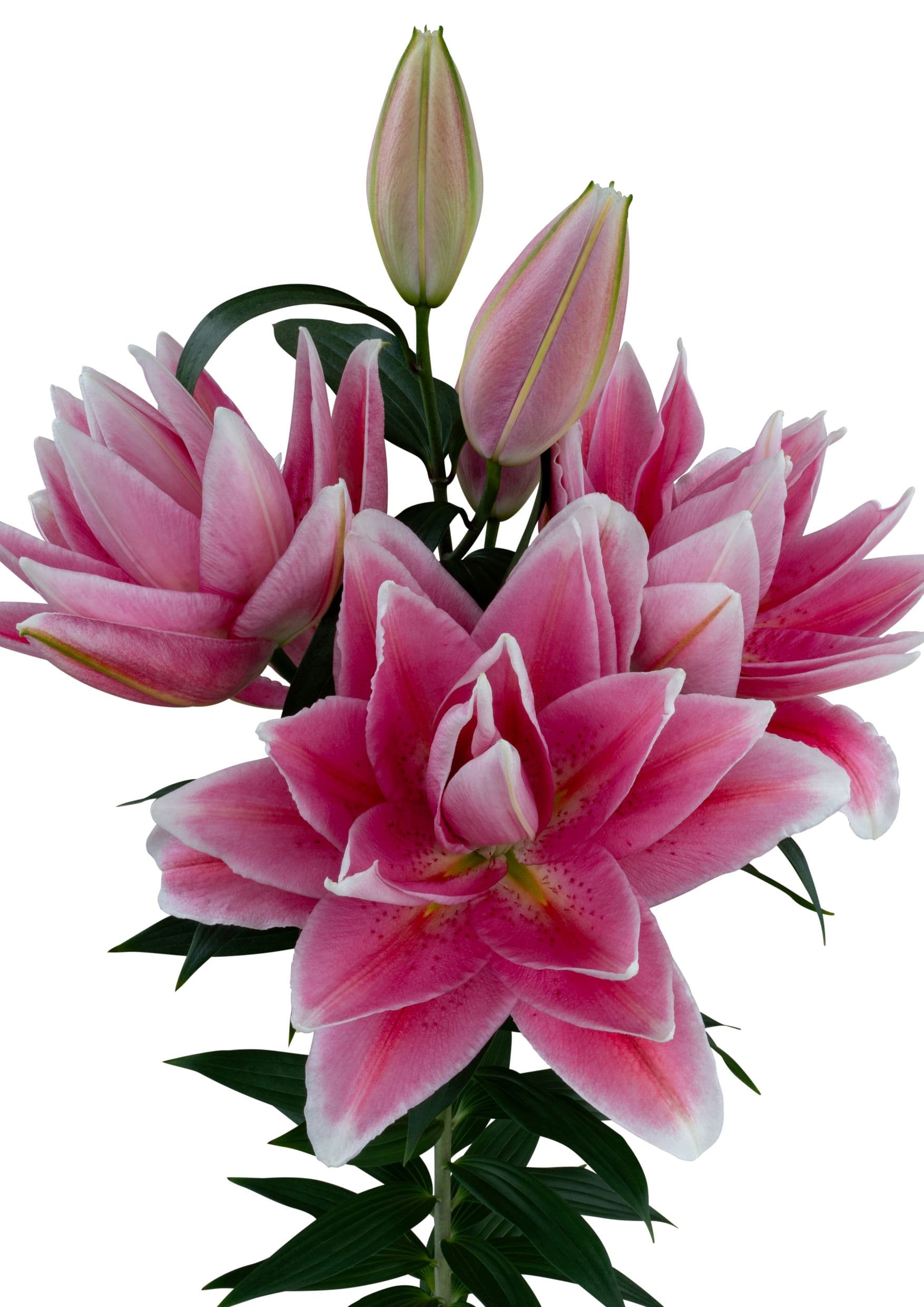 Sacramento Roselily Lilium