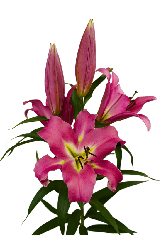 Batavia Lilium