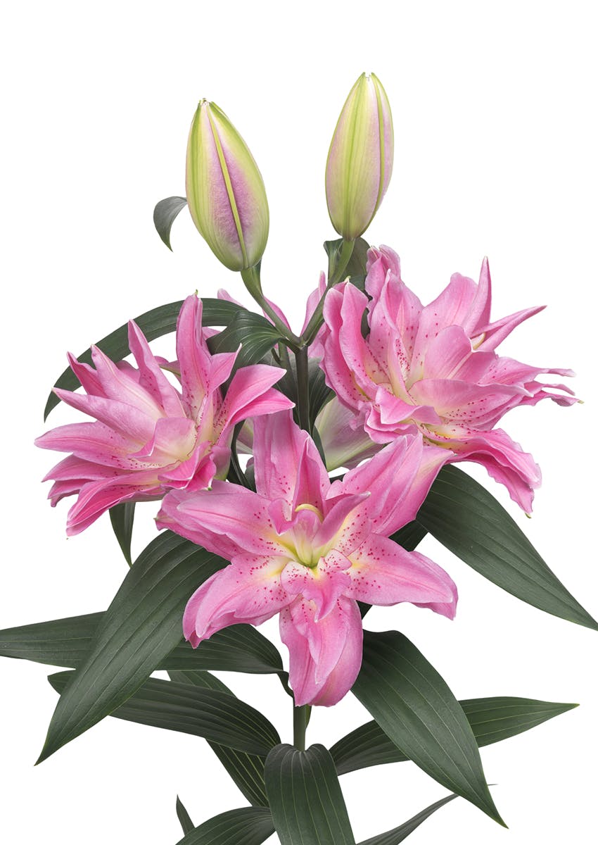 Roselily Patricia Roselily Lilium