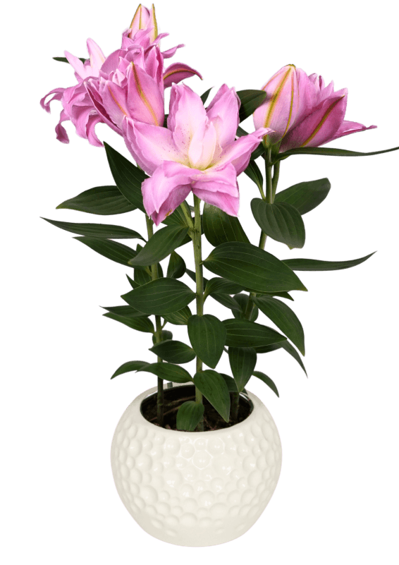 Sunny Double Duty Lily Looks Lilium