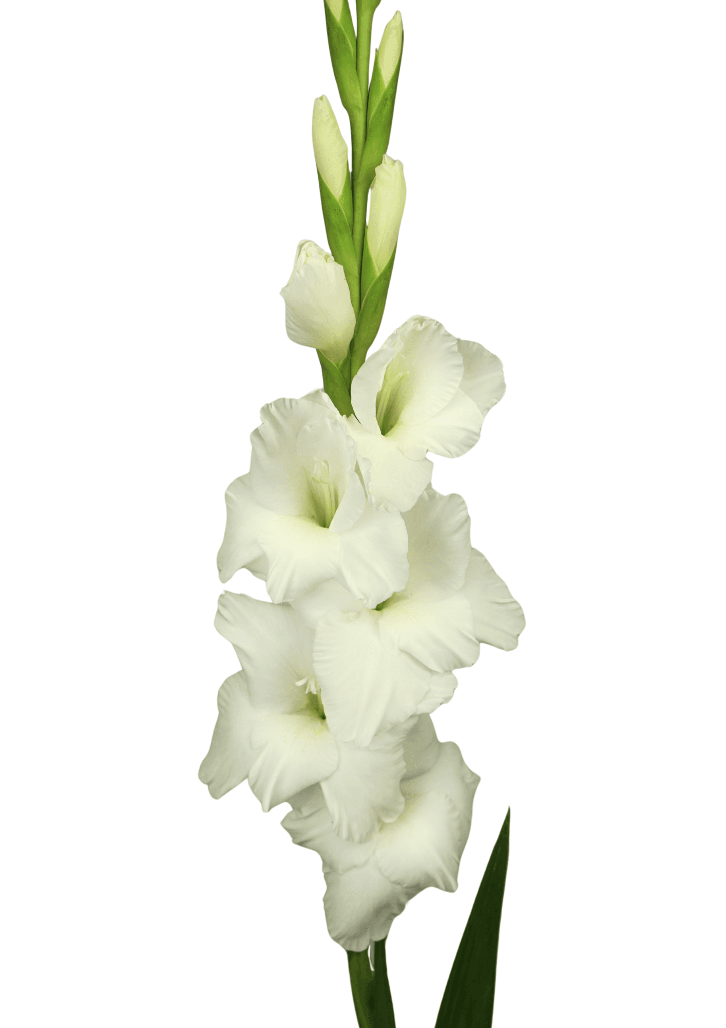 10.000.092 Prisma Gladiolus Gladiolus