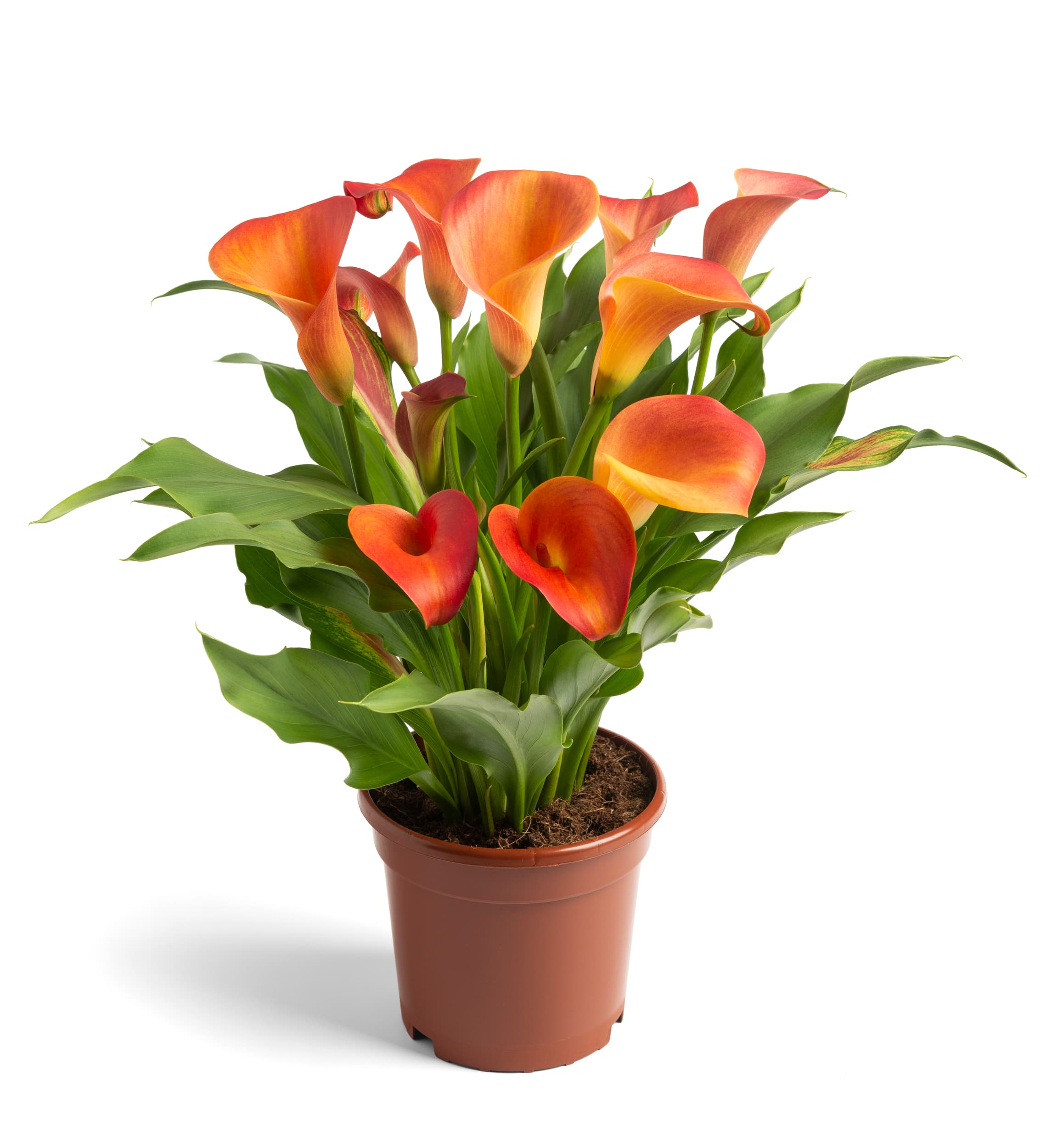 Orange Pride Zantedeschia