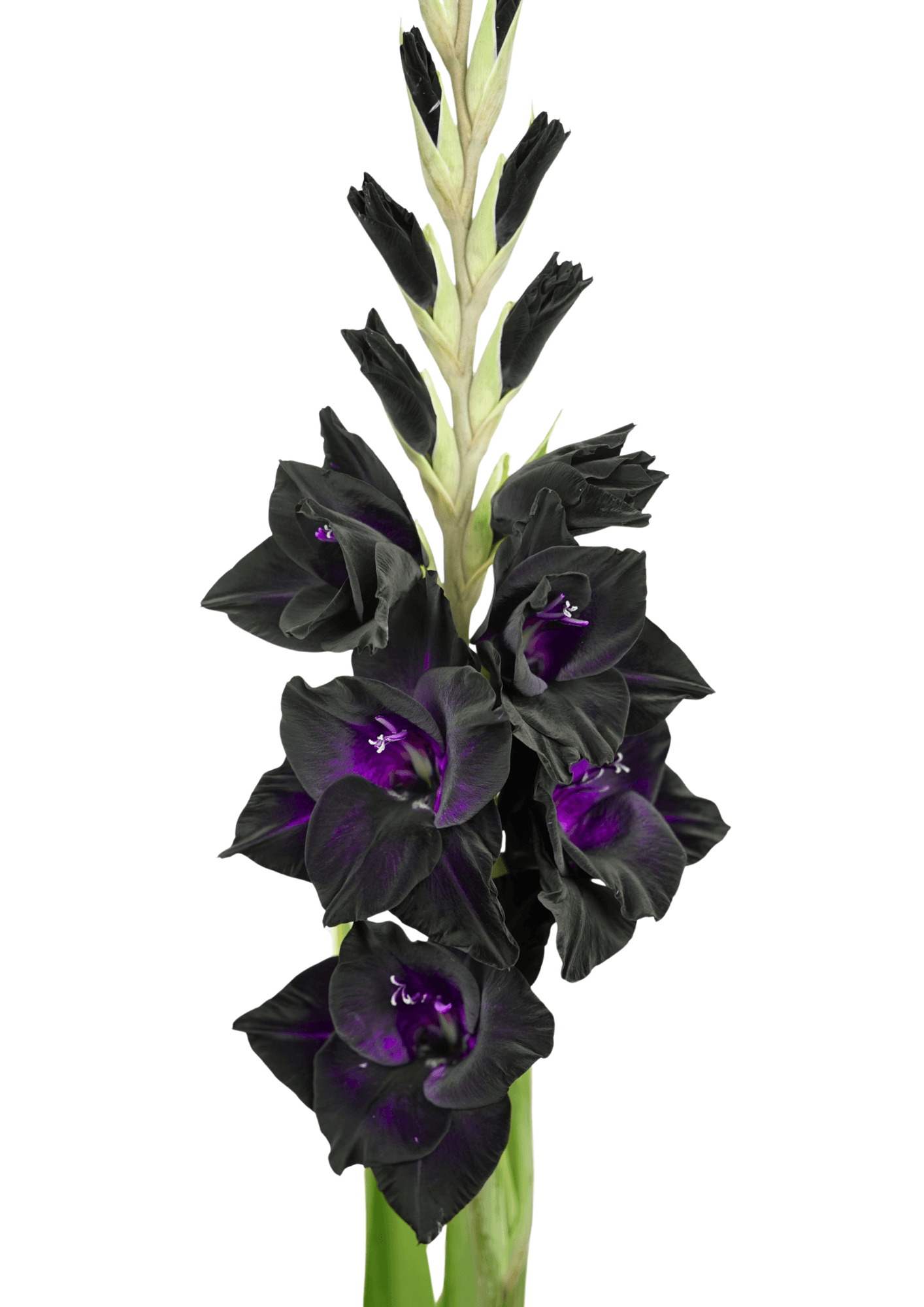 15.199.01 Prisma Gladiolus Gladiolus