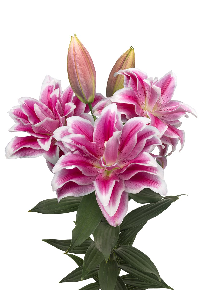 Roselily Olympia Roselily Roselily Lilium